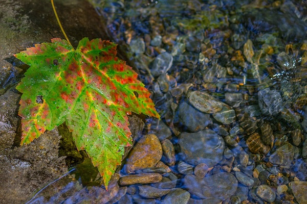 Autumn Leaf In Stream