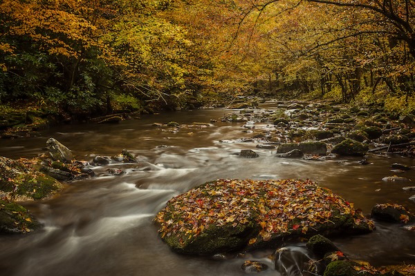 Stream In Treemont